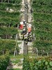 Medizinischer Notfall im Weinberg