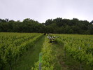 Weinbergschlepper umgest&uuml;rzt