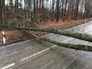 Umgest&uuml;rzter Baum auf Kreisstrasse zwischen Cleebronn und Freudental