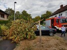 Baum auf Auto