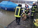 Rehbock aus dem Neckar gerettet