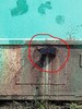 G&auml;rsubstrat in Wassergraben eingelaufen