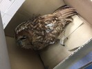 Einsatz Nr.53 - Tierrettung am 05.09.2019