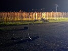 PKW hebt in Weinberg ab