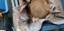 Geburt im Feuerwehrhaus - Neun junge Igel haben das Licht der Welt erblickt