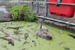 Jungschwan nach tier&auml;rztlicher Behandlung wieder wohlauf