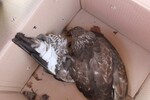 Verletzter Greifvogel