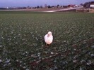 Schwan in Notlage?
